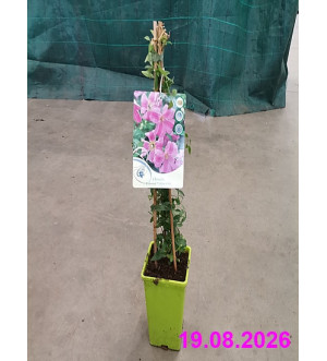 Clematis 'Krakowiak'® RP 1,6 L